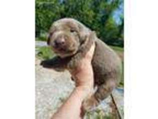 Labrador Retriever Puppy for sale in Hendersonville, NC, USA