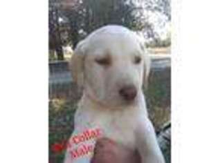 Labrador Retriever Puppy for sale in Pierce City, MO, USA