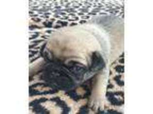 Pug Puppy for sale in Hudson, FL, USA