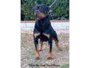 Rottweiler Puppy for sale in Moreno Valley, CA, USA