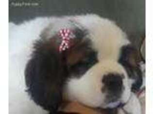 Saint Bernard Puppy for sale in Humansville, MO, USA