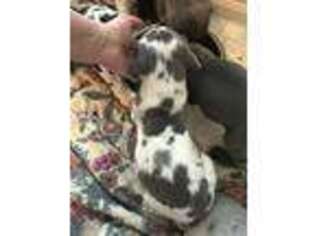 Great Dane Puppy for sale in Albertville, AL, USA