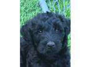 Labradoodle Puppy for sale in Wassaic, NY, USA