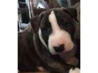 Bull Terrier Puppy for sale in Philadelphia, PA, USA