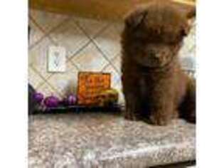 Chow Chow Puppy for sale in Medford, NY, USA