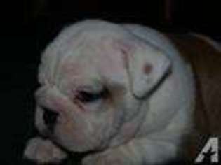 Bulldog Puppy for sale in BEAVERTON, OR, USA