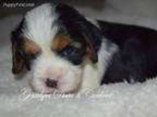 Cavalier King Charles Spaniel Puppy for sale in Bell Buckle, TN, USA