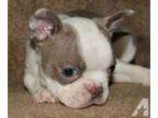 Boston Terrier Puppy for sale in WEST CHESTER, OH, USA