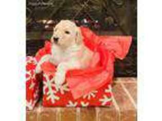 Goldendoodle Puppy for sale in Atlanta, GA, USA