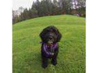 Portuguese Water Dog Puppy for sale in Camas, WA, USA