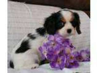 Cavalier King Charles Spaniel Puppy for sale in Scottville, MI, USA