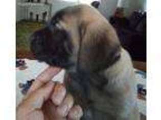 Mastiff Puppy for sale in Ava, MO, USA