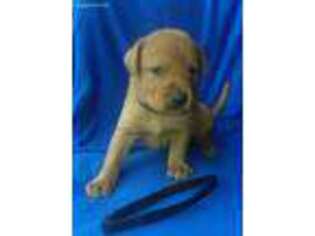 Labrador Retriever Puppy for sale in Noxon, MT, USA