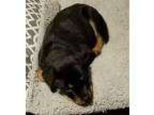 Rottweiler Puppy for sale in Carson, CA, USA