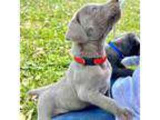 Weimaraner Puppy for sale in Joplin, MO, USA
