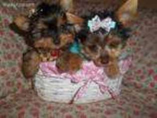 Yorkshire Terrier Puppy for sale in West Bloomfield, MI, USA