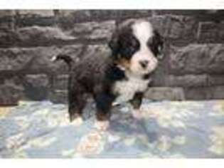 Bernese Mountain Dog Puppy for sale in Owen, WI, USA