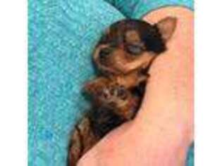 Yorkshire Terrier Puppy for sale in Southport, NC, USA