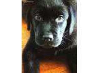 Labrador Retriever Puppy for sale in Fairfax, VA, USA