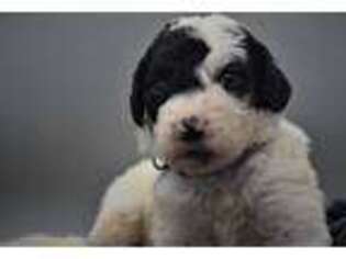 Saint Berdoodle Puppy for sale in Maysville, OK, USA