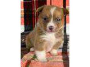 Pembroke Welsh Corgi Puppy for sale in Westfield, PA, USA