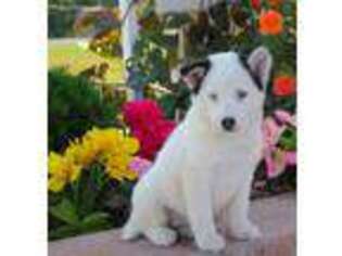 Mutt Puppy for sale in Newburg, PA, USA