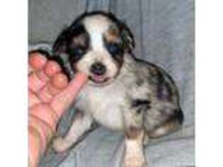 Miniature Australian Shepherd Puppy for sale in Crosby, TX, USA