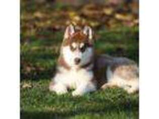 Siberian Husky Puppy for sale in Austin, TX, USA