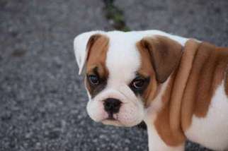 Bulldog Puppy for sale in Lebanon, TN, USA