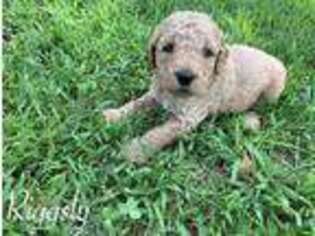 Goldendoodle Puppy for sale in Gentry, AR, USA