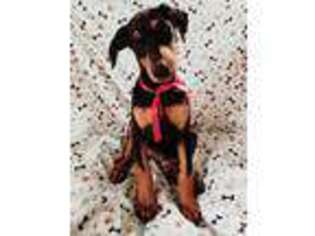 Doberman Pinscher Puppy for sale in Ider, AL, USA
