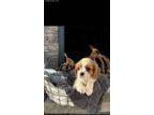 Cavalier King Charles Spaniel Puppy for sale in Lengby, MN, USA