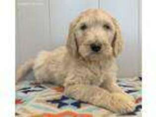 Labradoodle Puppy for sale in Roanoke, IL, USA