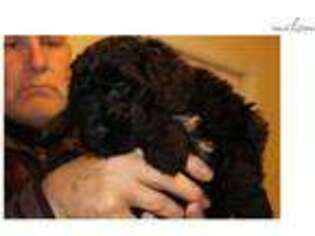 Portuguese Water Dog Puppy for sale in Toronto, Ontario, Canada
