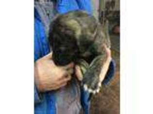 Irish Wolfhound Puppy for sale in Torrington, WY, USA