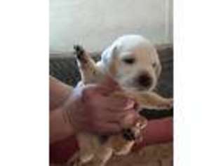 Labrador Retriever Puppy for sale in Irvona, PA, USA