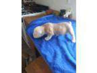 Olde English Bulldogge Puppy for sale in Keansburg, NJ, USA