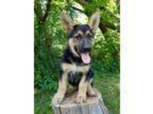German Shepherd Dog Puppy for sale in Brandon, VT, USA