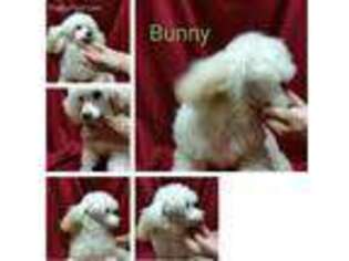Mutt Puppy for sale in Yale, MI, USA