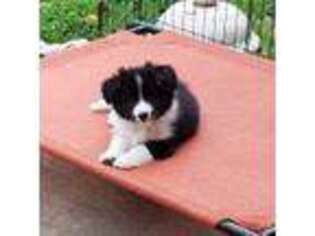Border Collie Puppy for sale in Wheatfield, IN, USA