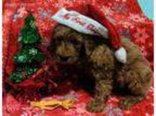 Goldendoodle Puppy for sale in North Lawrence, OH, USA