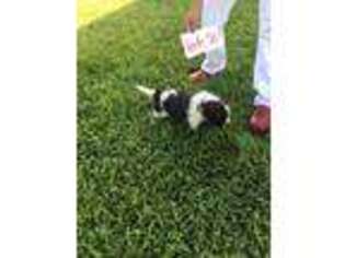 Saint Bernard Puppy for sale in Jamesville, NC, USA