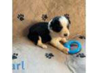 Australian Shepherd Puppy for sale in Bethany, CT, USA