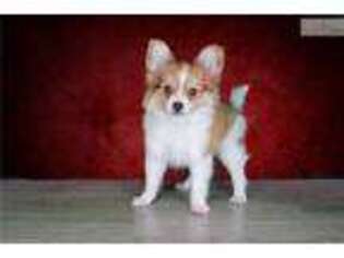 Papillon Puppy for sale in Saint George, UT, USA