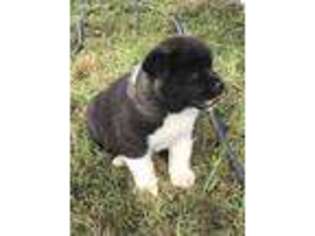 Akita Puppy for sale in Gordonsville, TN, USA