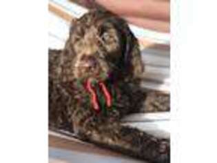 Labradoodle Puppy for sale in Waterville, IA, USA
