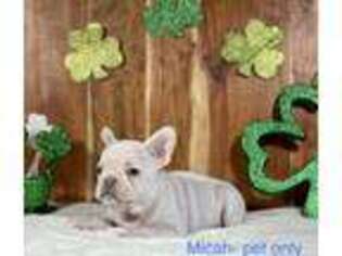 French Bulldog Puppy for sale in Columbus, KS, USA
