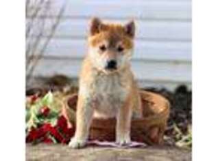 Shiba Inu Puppy for sale in Dunnville, KY, USA