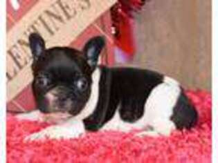 French Bulldog Puppy for sale in Finley, OK, USA