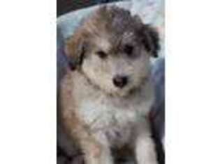 Labradoodle Puppy for sale in Vernonia, OR, USA